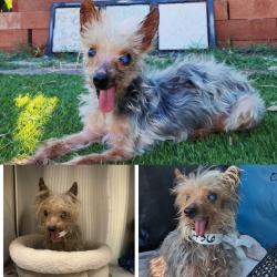 Reunited Male Dog last seen 7th Ave and Campbell, Phoenix, AZ 85013