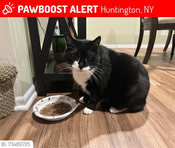 Lost Female Cat last seen Horizon Drive, Huntington, NY 11743