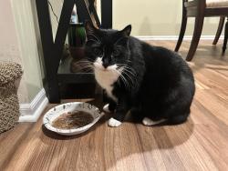 Lost Female Cat last seen Horizon Drive, Huntington, NY 11743
