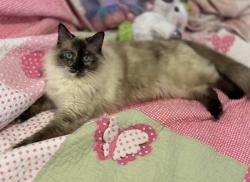 Lost Female Cat last seen Graystone Drive & FM-276, Rockwall, TX 75032