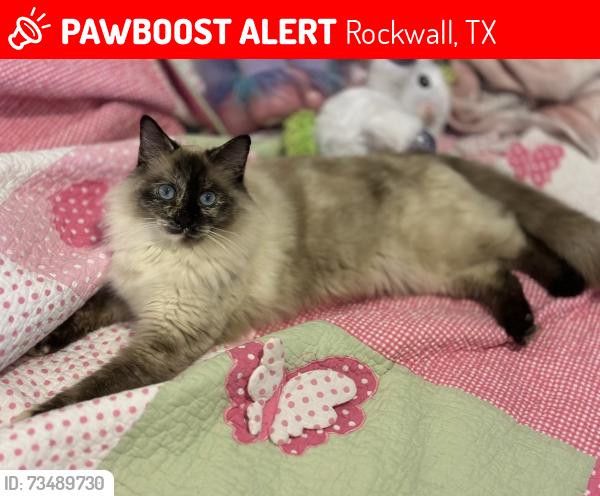 Lost Female Cat last seen Graystone Drive & FM-276, Rockwall, TX 75032