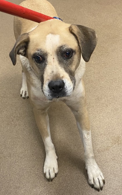 Shelter Stray Male Dog last seen Near Young Road, 30058, GA, 3280 Chamblee Dunwoody Rd, Chamblee, GA 30341, USA