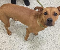 Shelter Stray Male Dog last seen Near Ashby Ter NW, Atlanta, GA, 1251 Fulton Industrial Blvd NW, Atlanta, GA 30336, USA