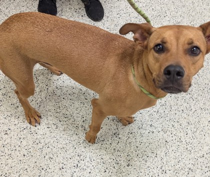 Shelter Stray Male Dog last seen Near Ashby Ter NW, Atlanta, GA, 1251 Fulton Industrial Blvd NW, Atlanta, GA 30336, USA