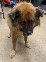 Shelter Stray Female Dog last seen Near Young Road Lithonia, 30058, 30058, GA, 3280 Chamblee Dunwoody Rd, Chamblee, GA 30341, USA