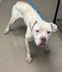 Shelter Stray Male Dog last seen Near Covington Hwy, 30032, GA, 3280 Chamblee Dunwoody Rd, Chamblee, GA 30341, USA