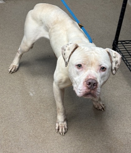 Shelter Stray Male Dog last seen Near Covington Hwy, 30032, GA, 3280 Chamblee Dunwoody Rd, Chamblee, GA 30341, USA