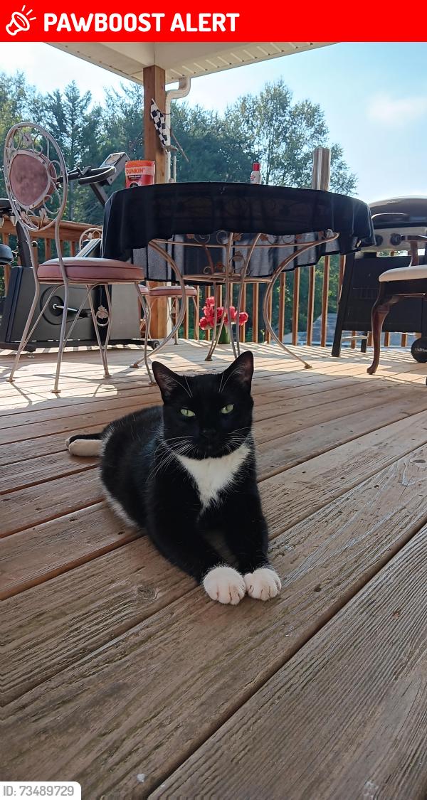 Lost Male Cat last seen 357, willow breeze, Spartanburg County, SC 29365