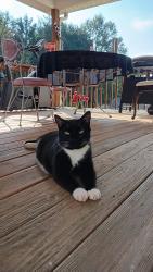 Lost Male Cat last seen 357, willow breeze, Spartanburg County, SC 29365
