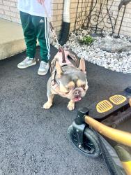 Found/Stray Male Dog last seen Clintonville rd and lake angelus rd, Waterford Township, MI 48328