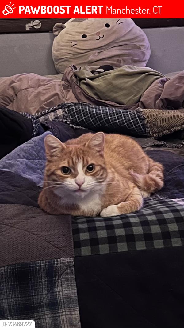 Lost Male Cat last seen Leland Dr and Keeney St, Manchester, CT 06040