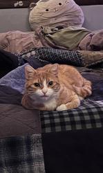 Lost Male Cat last seen Leland Dr and Keeney St, Manchester, CT 06040