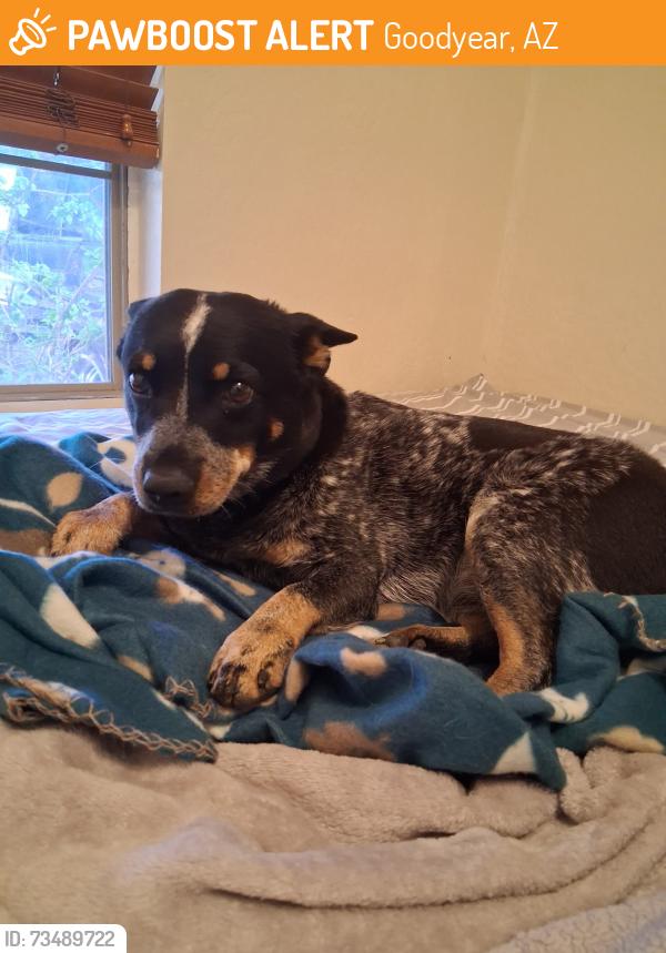 Found/Stray Female Dog last seen 165th dr & Madison, Goodyear, AZ 85338