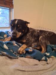 Found/Stray Female Dog last seen 165th dr & Madison, Goodyear, AZ 85338