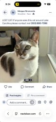 Lost Female Cat last seen Lake Carolina, Columbia, SC 29229