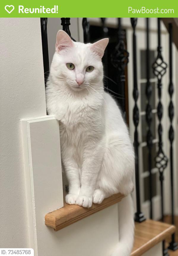 Reunited Male Cat last seen Near Pickers Creek Winery on Highway 50, Lewisburg, TN 37091