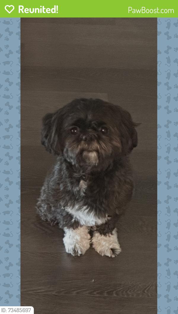 Reunited Male Dog last seen Hollywood Ave and 9th Ave, East Orange, NJ 07018