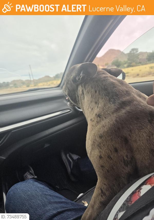 Found/Stray Female Dog last seen Camp rock, Lucerne Valley, CA 92356