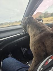 Found/Stray Female Dog last seen Camp rock, Lucerne Valley, CA 92356