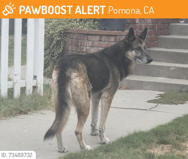 Found/Stray Unknown Dog last seen Gordon st & Pearl st, Pomona, CA 91768