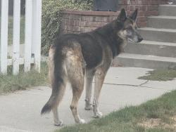 Found/Stray Unknown Dog last seen Gordon st & Pearl st, Pomona, CA 91768