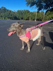 Lost Female Dog last seen La calle donde vivo se llama Sir Richards drive,pikeville., Wayne County, NC 27863