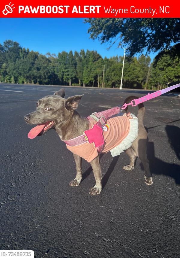 Lost Female Dog last seen La calle donde vivo se llama Sir Richards drive,pikeville., Wayne County, NC 27863