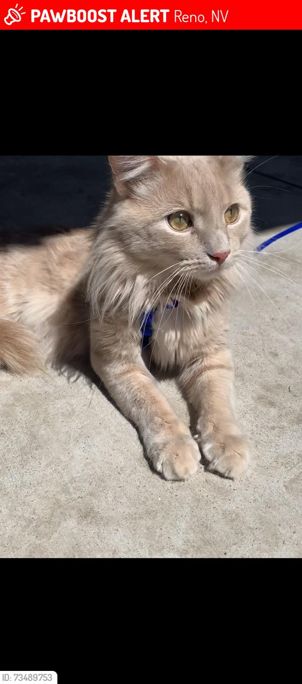 Lost Male Cat last seen Woodland village, Reno, NV 89508