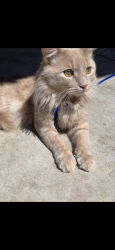 Lost Male Cat last seen Woodland village, Reno, NV 89508