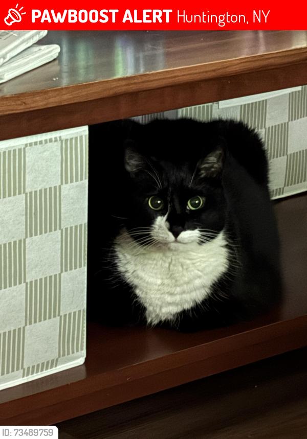 Lost Male Cat last seen Horizon Drive, Huntington, NY 11743