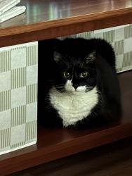 Lost Male Cat last seen Horizon Drive, Huntington, NY 11743