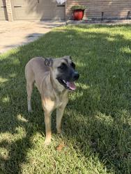 Found/Stray Female Dog last seen Ettrick Drive, Houston, TX 77035