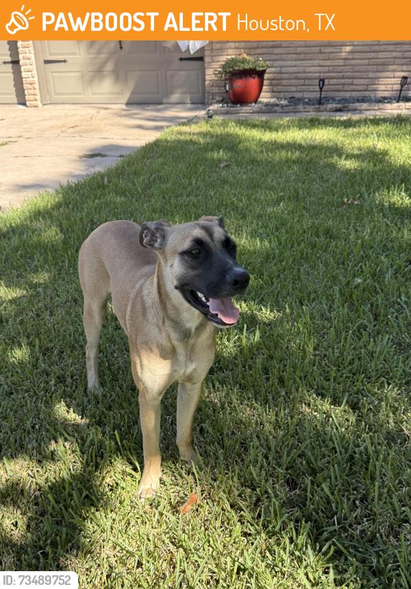 Found/Stray Female Dog last seen Ettrick Drive, Houston, TX 77035