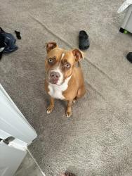 Reunited Female Dog last seen Arran Lakes, Fayetteville, NC 28306