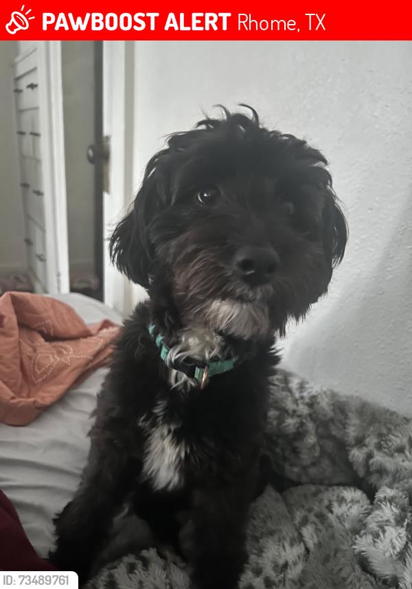 Lost Male Dog last seen Dairy Queen and across from Dollar General, Rhome, TX 76078