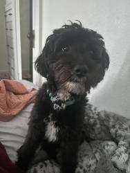 Lost Male Dog last seen Dairy Queen and across from Dollar General, Rhome, TX 76078