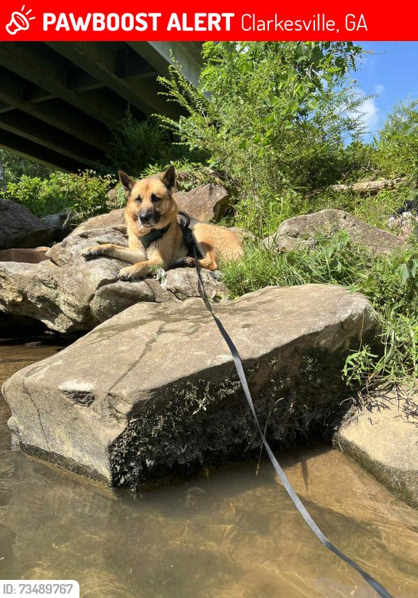 Lost Male Dog last seen Ladonna farm rd, Clarkesville, GA 30523