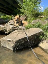 Lost Male Dog last seen Ladonna farm rd, Clarkesville, GA 30523