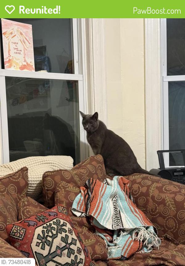 Reunited Unknown Cat last seen Behind the Whole Foods on Beacon St, Somerville, MA 02143