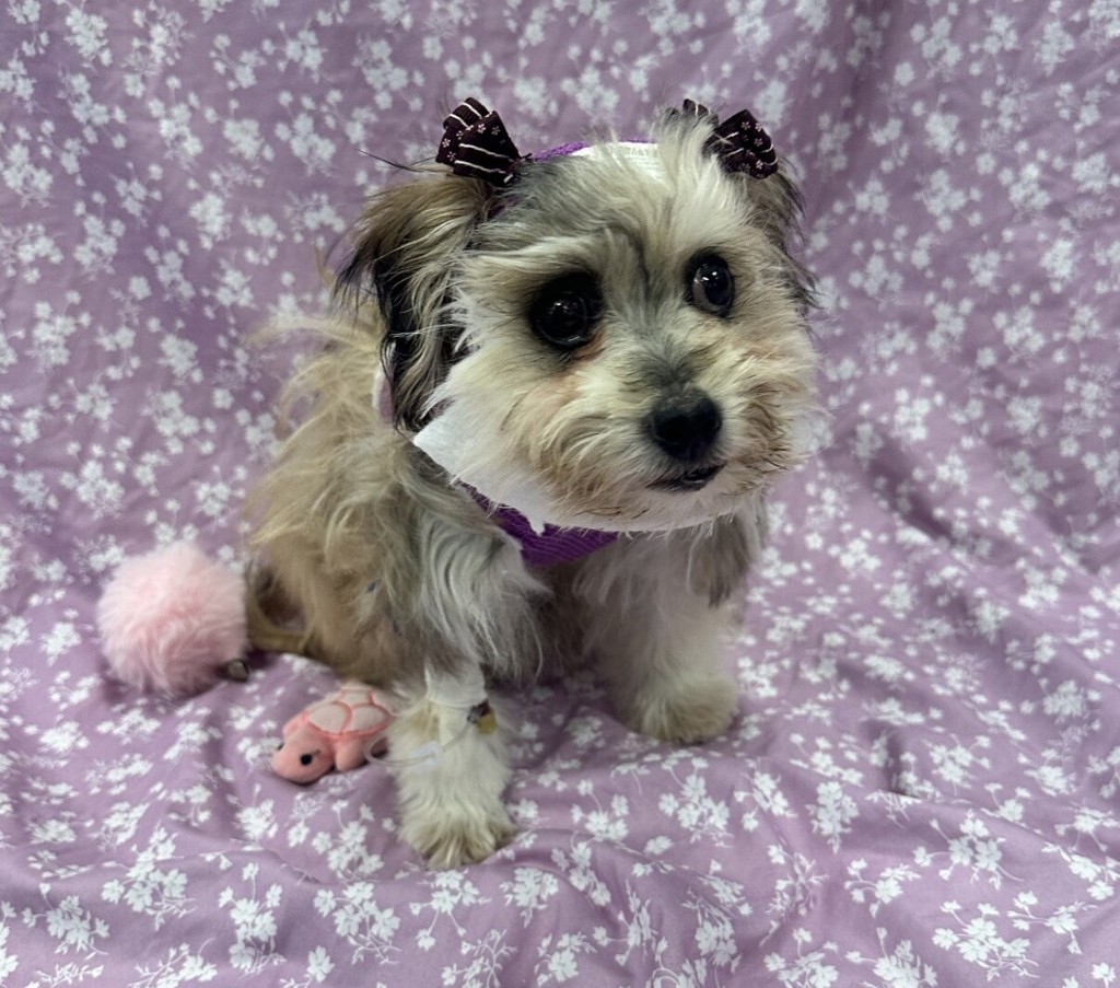 Shelter Stray Female Dog last seen Camino Santa Fe Road, San Diego, CA, 92121, 5500 Gaines St, San Diego, CA 92110, USA