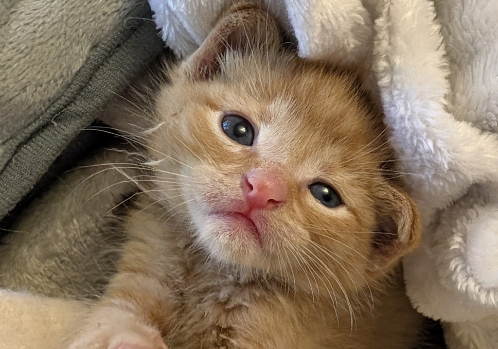 Shelter Stray Male Cat last seen NE 238th Dr & NE Halsey St, TROUTDALE, OR, 97060, 1700 W Historic Columbia River Hwy, Troutdale, OR 97060, USA