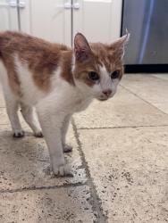Found/Stray Unknown Cat last seen Evergreen Cemetery, Fort Lauderdale, FL 33316