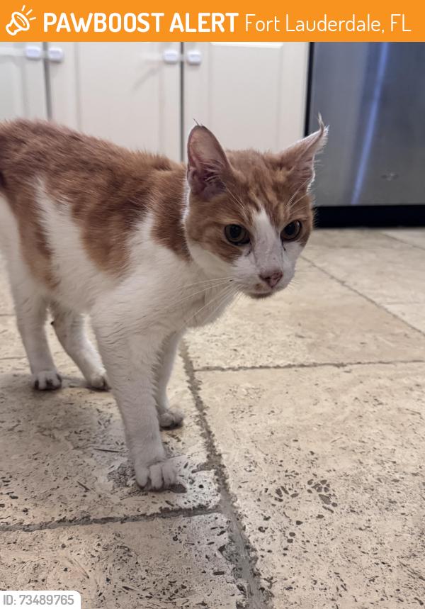 Found/Stray Unknown Cat last seen Evergreen Cemetery, Fort Lauderdale, FL 33316