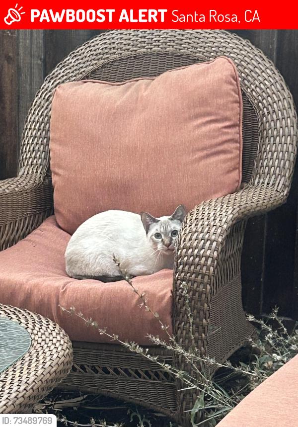 Lost Female Cat last seen Francisco and San Miguel, Santa Rosa, CA 95403