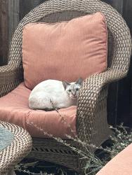 Lost Female Cat last seen Francisco and San Miguel, Santa Rosa, CA 95403