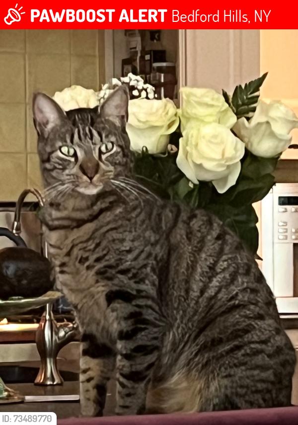Lost Male Cat last seen Cherry Street, Bedford Hills, NY 10507