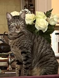 Lost Male Cat last seen Cherry Street, Bedford Hills, NY 10507