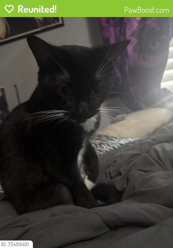 Reunited Female Cat last seen Eureka dr, Gobi dr, Austin, TX 78745