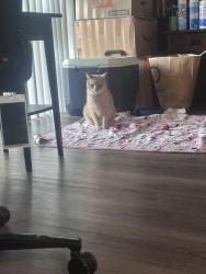 Reunited Male Cat last seen Near garston court, Cockeysville, MD 21030