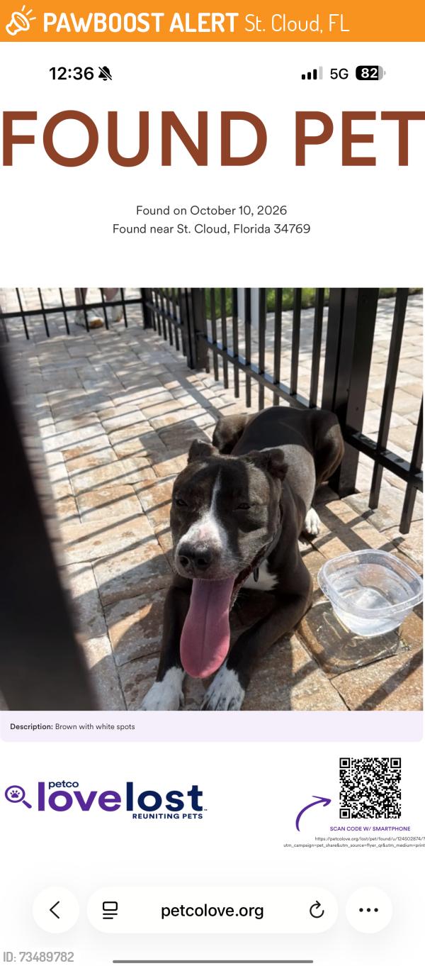 Found/Stray Male Dog last seen Progress ln, St. Cloud, FL 34769